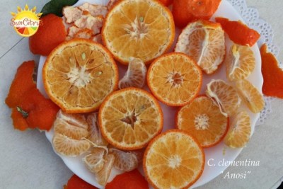 C. clementina Anosi 5 - 